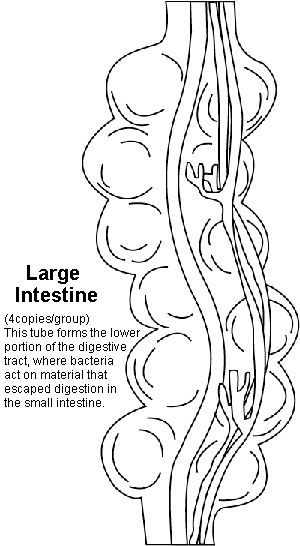 tapeworm coloring pages - photo #9